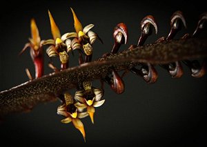 Bulbophyllum Maximum