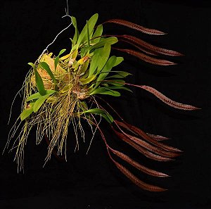 Bulbophyllum Maximum