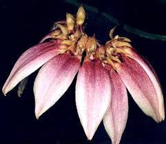 Bulbophyllum Flabelum-Veneris