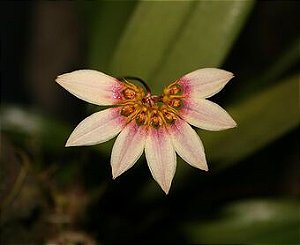 Bulbophyllum Flabelum-Veneris