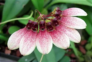 Bulbophyllum Flabelum-Veneris