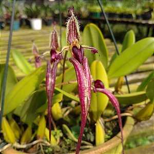 Bulbophyllum Putidum