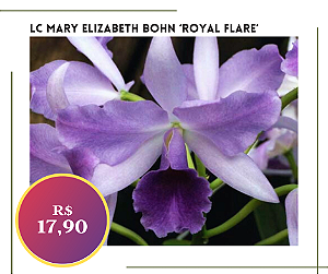 LC Mary Elizabeth Bohn ‘Royal Flare’