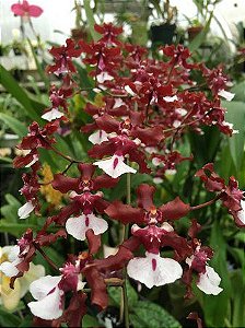 Orquídea Chocolate - Oncidium Sharry Baby (Perfumada)