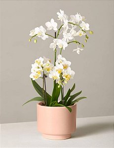 Mini Phalaenopsis Branca