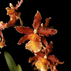 Oncostele Catatante (Oncidium Catatante)