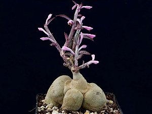 Monadenium montanum var. rubellum (Euphorbia neorubella)