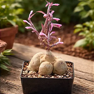 Monadenium montanum var. rubellum - Planta Cerebro