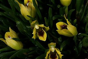 Maxillaria Neowiedii