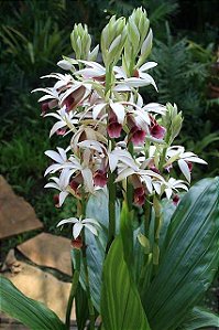 Phaius Tankervilleae (Capuz de Freira) - Muda Adulta