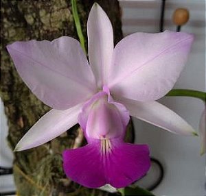 Cattleya Walkeriana Fantasia Gloriosa x CW Puanani - CORTE