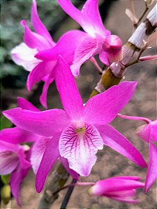 Dendrobium Nobile Stardust 'Rainbow Dance'