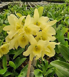 Dendrobium Nobile Amarelo