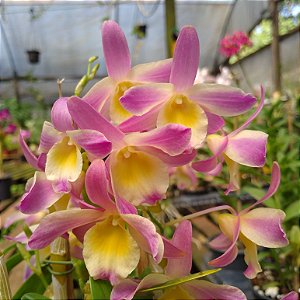 Dendrobium Nobile Rosa com miolo Amarelo