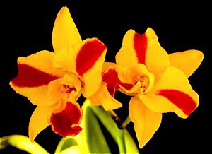 Cattleya Potinara Burana Beauty