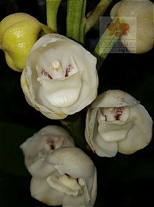 Peristeia Elata (Orquídea Pomba ou Orquídea do Espírito Santo)