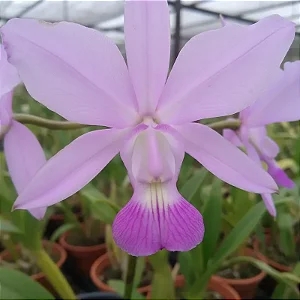 Cattleya Walkeriana Albescens Tokyo x Equilab
