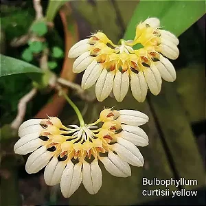 Orquídea Bulbophyllum Curtisii Yellow
