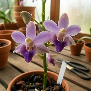 Doritis Pulcherrima Var. Coerulea