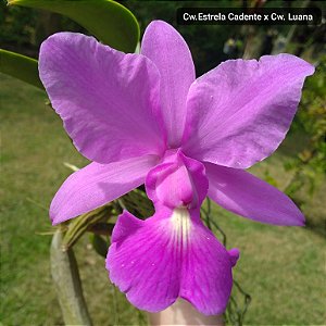 Cattleya Walkeriana Tipo "Estrela Cadente x Luana"
