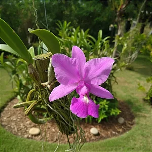 Cattleya Walkeriana Tipo "Estrela Cadente x Luana"