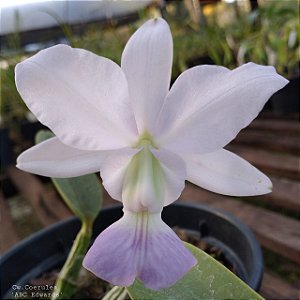 Cattleya Walkeriana Coerulea "Abc x Edwards"