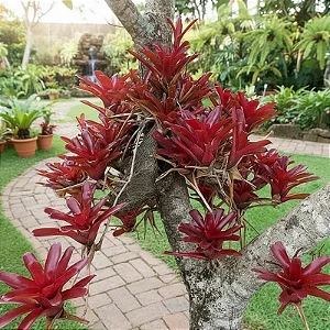 Bromélia Neoregelia Fireball 'vermelha'
