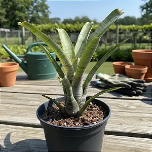 Bromélia Neoregelia Pauciflora