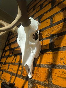 Trofeu Decorativo  Cabeça  Skull Cervo ELK/WAPITI