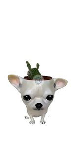 Vaso Chihuahua pelo curto suculentas