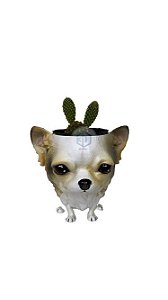 Vaso Chihuahua peludo orelhas em pé suculentas
