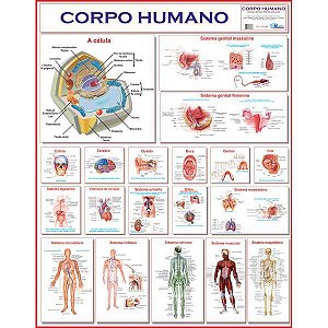 Mapa Corpo Humano 120X90 Multimapas