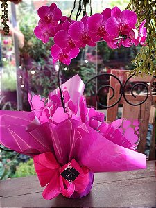 Orquídea Phalaenopsis Pink Presente