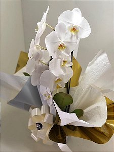 Orquídea Cascata Branca Presente
