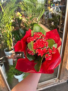 kalanchoe