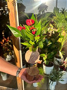 kokedama de anturium com suporte
