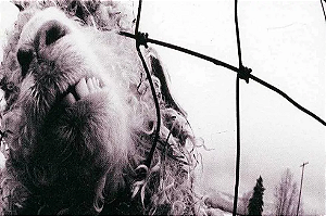 Pearl Jam - Vs. (Usado)