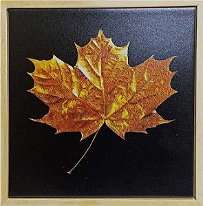 Quadro Pinus - Folha Bordo