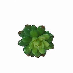 Planta Suculenta DI0121