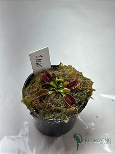 Dionaea Muscipula Jaws - Muda