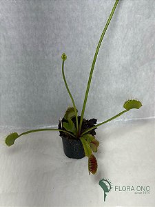 Dionaea Muscipula Towering Giant - Muda