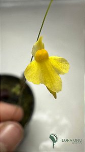 Utricularia subulata