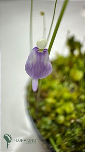 Utricularia arenaria