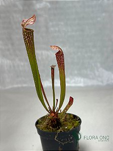 Sarracenia leucophylla x rubra - Muda (pequena)