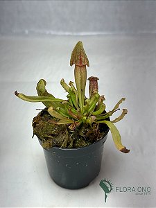 DUPLICADO - Sarracenia Leucophylla