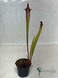 Sarracenia Rubra Hibrido
