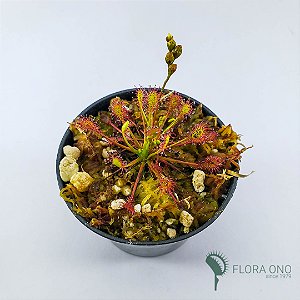 Drosera Intermedia - Adulto