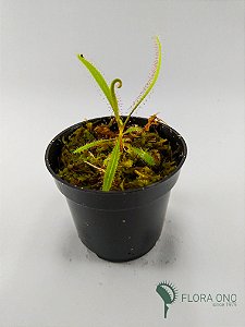 Drosera Adelae - Muda (Pequeno)