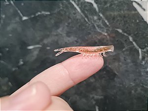 Forma de camarão micro 4cm para injeção de plastisol