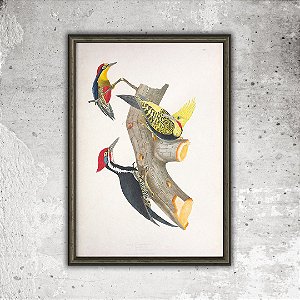 Prancha pica-paus por Descourtilz